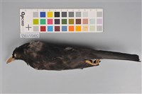 藏品(紅嘴黑鵯)的圖片